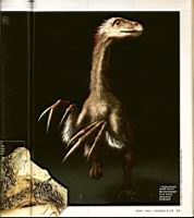 Dinosaures et plumes, Science & Vie 1100, 2009-05 (2)